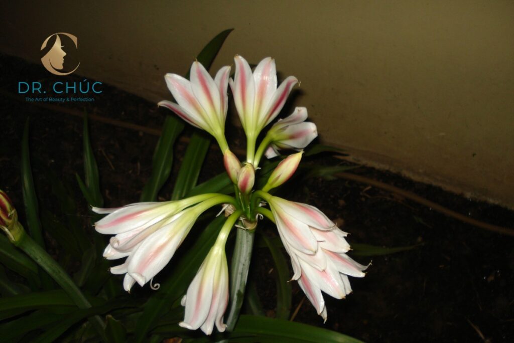 Trinh nữ hoàng cung (Crinum latifolium)