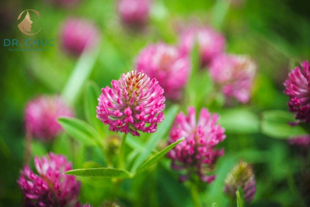 Cỏ ba lá đỏ (Red Clover)