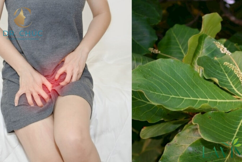 Lá bàng chữa bệnh phụ khoa có hiệu quả không?