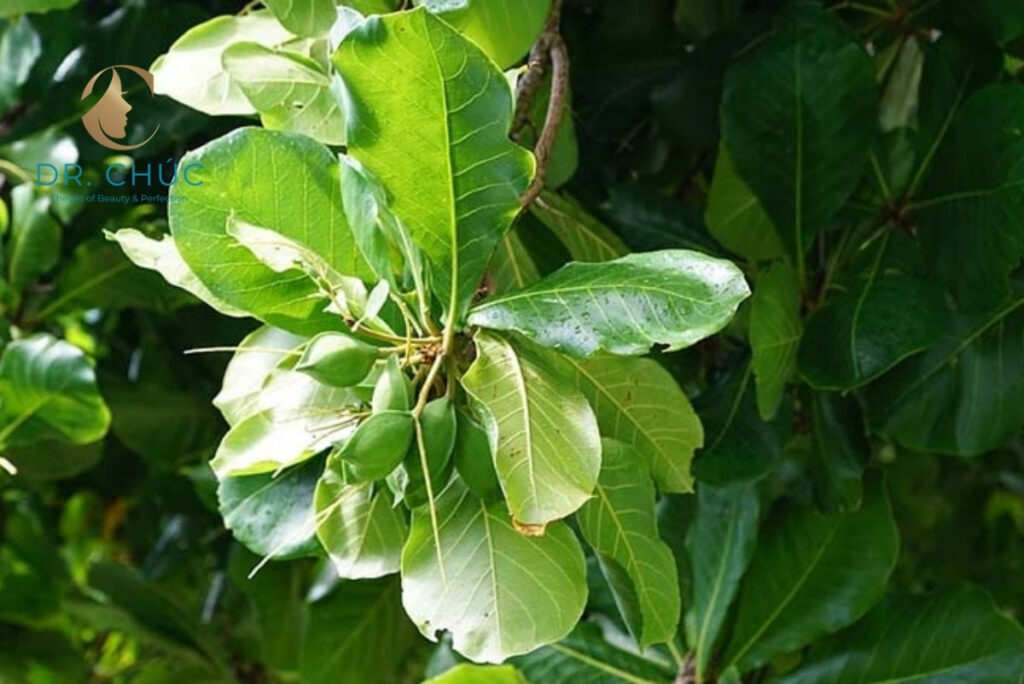 Cách dùng lá bàng chữa viêm phụ khoa đúng cách