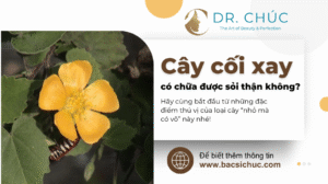 Cây cối xay có chữa được sỏi thận không?